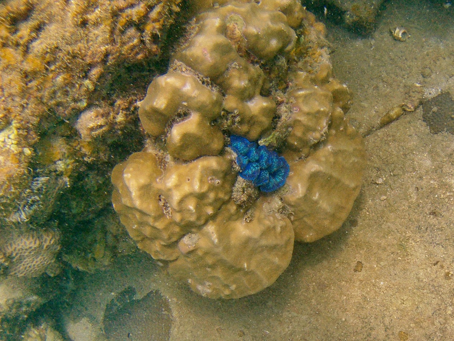 Dark blue clam